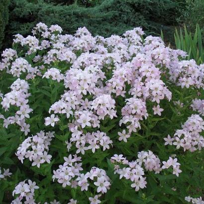 Campanula lact. 'Loddon Anna'