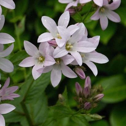 Campanula lact. 'Loddon Anna'