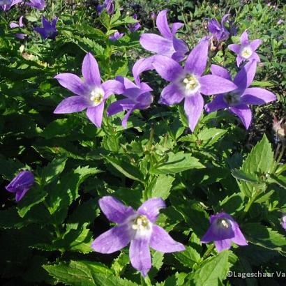 Campanula lact. 'Prichard's Var.'