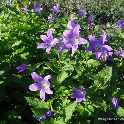 Campanula lact. 'Prichard's Var.'