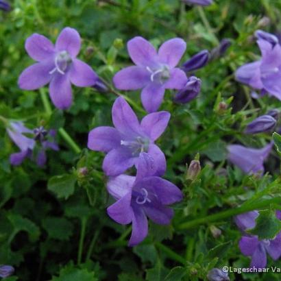 Campanula portenschlagiana