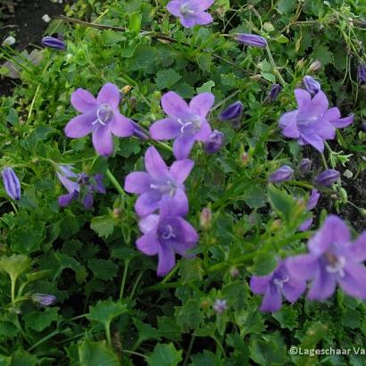 Campanula portenschlagiana