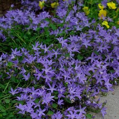 Campanula poscharskyana