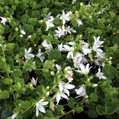 Campanula posch. 'E.H. Frost'