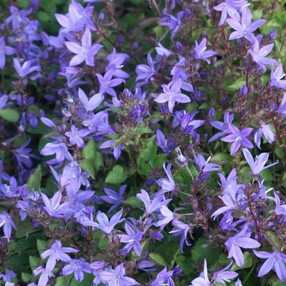 Campanula posch. 'Stella'