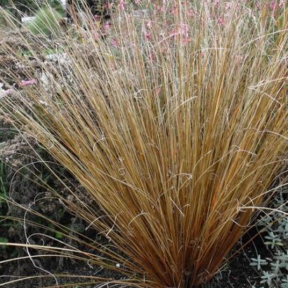 Carex buchananii