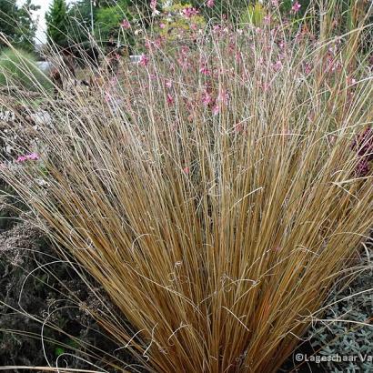 Carex buchananii