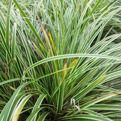 Carex morrowii 'Aureovariegata'