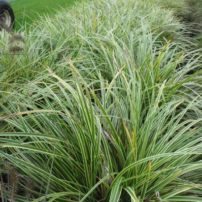 Carex morrowii 'Aureovariegata'