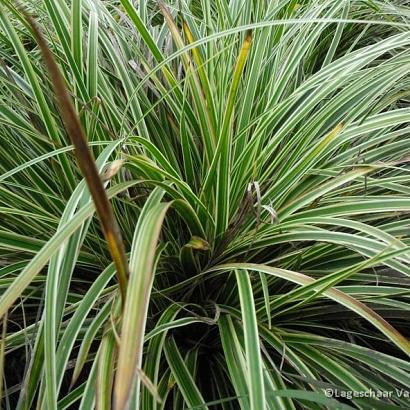 Carex morrowii 'Aureovariegata'