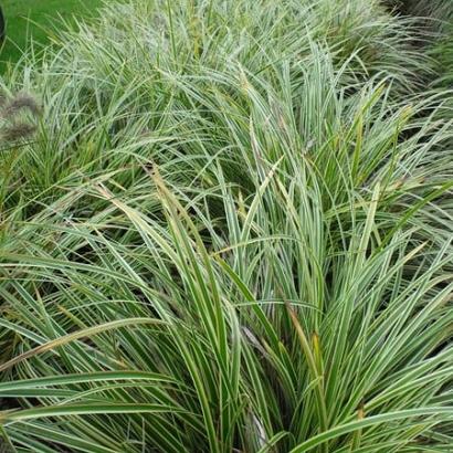 Carex morrowii 'Aureovariegata'