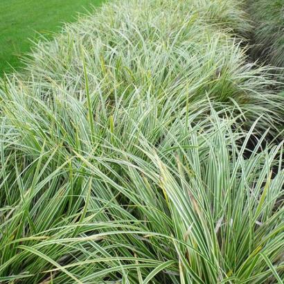 Carex morrowii 'Aureovariegata'