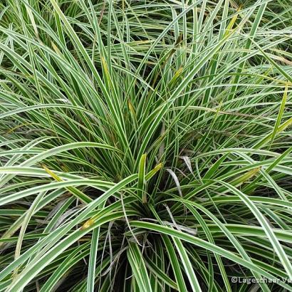 Carex morrowii 'Aureovariegata'