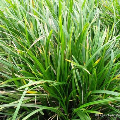 Carex morrowii 'Irish Green'