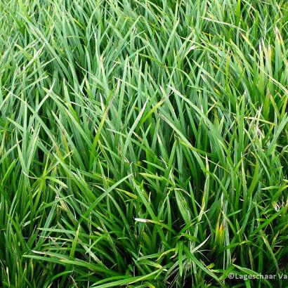 Carex morrowii 'Irish Green'