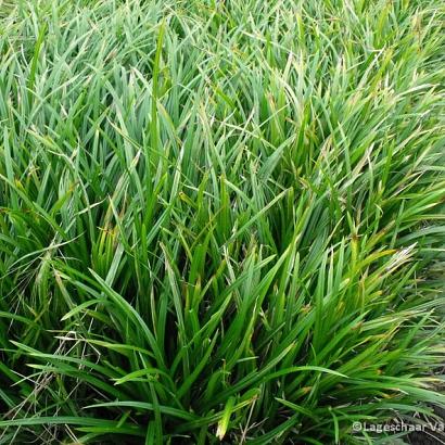 Carex morrowii 'Irish Green'