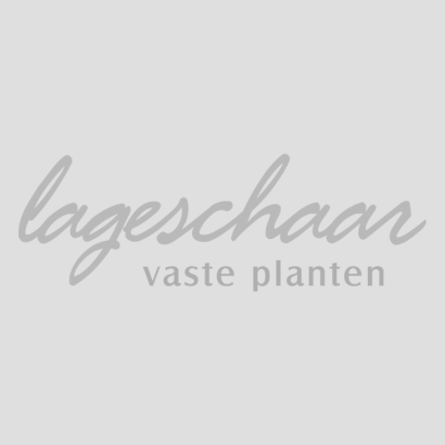 Lageschaar Vaste planten