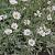 Cerastium tomentosum