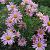 Chrysanthemum (R) 'Clara Curtis'