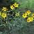 Coreopsis tripteris