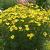 Coreopsis vert. 'Grandiflora'