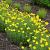 Coreopsis vert. 'Zagreb'