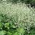 Crambe cordifolia