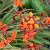 Crocosmia 'Emily McKenzie'