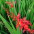 Crocosmia 'Lucifer'