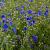 Delphinium gr. 'Blauer Zwerg'