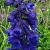 Delphinium (B) 'Bellamosum'