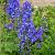 Delphinium (P) 'Blue Bird'