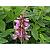 Desmodium canadense