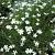 Dianthus delt. 'Albiflorus'