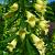 Digitalis lutea