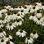 Echinacea p. 'Baby Swan White'