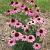 Echinacea purp. 'Prairie Splendor'