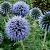 Echinops ritro 'Veitch's Blue'