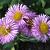 Erigeron 'Rosa Juwel'