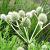 Eryngium yuccifolium