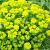 Euphorbia polychroma