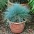 Festuca glauca 'Blaufuchs'