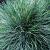 Festuca glauca 'Elijah Blue'