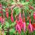 Fuchsia 'Riccartonii'