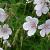 Geranium clarkei 'Kashmir White'