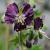 Geranium phaeum 'Samobor'