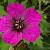 Geranium 'Anne Thomson'