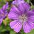 Geranium 'Sirak'