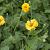 Geum chiloense 'Lady Stratheden'