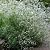 Gypsophila paniculata